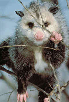 � suivre: le sauvetage d'opossum