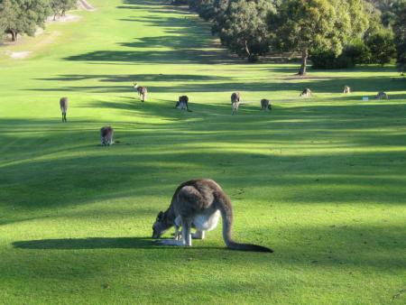 Kangourous sur le terrain de Golf