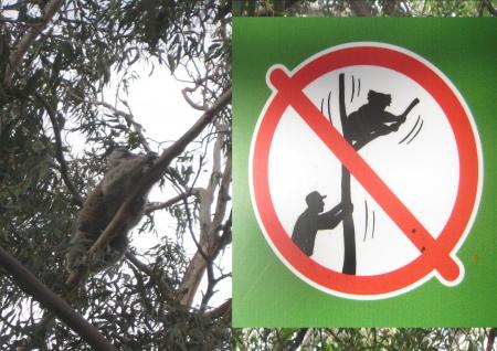 Ne pas secouer les koalas